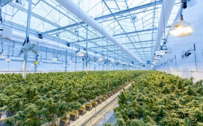 How Professional Cannabis Design Services Drive Measurable ROI