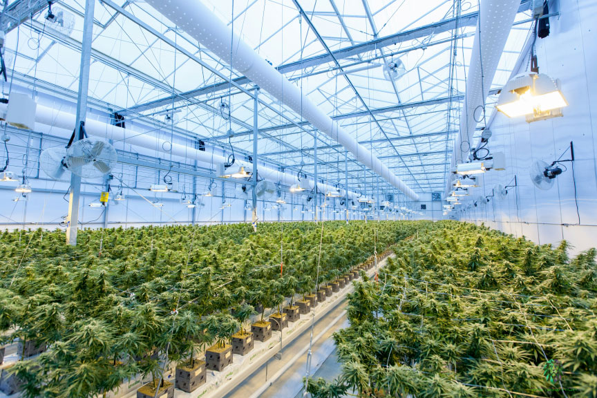 How Professional Cannabis Design Services Drive Measurable ROI