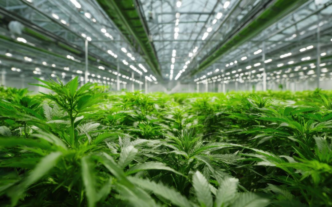 Cannabis Brand Acquisition Strategy: Is Your Brand Ready to Compete or Be Acquired?