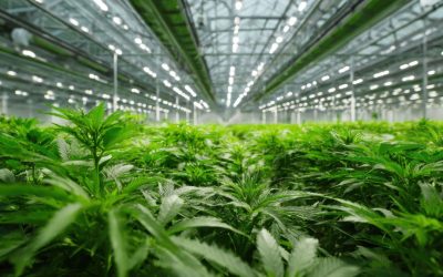 Cannabis Brand Acquisition Strategy: Is Your Brand Ready to Compete or Be Acquired?